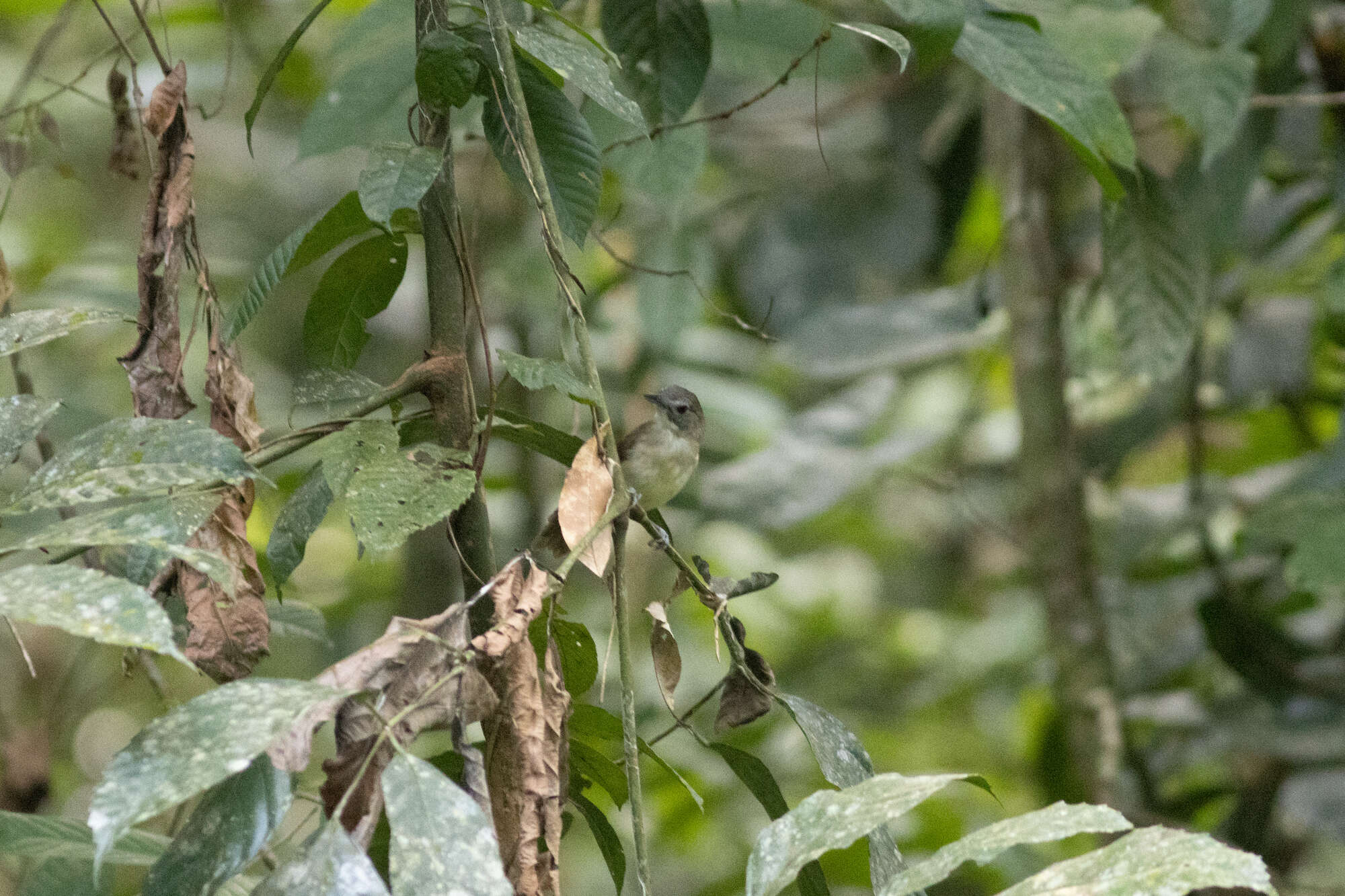 Image of Moustached Babbler