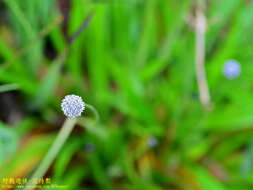 Image of Eriocaulon brownianum Mart.