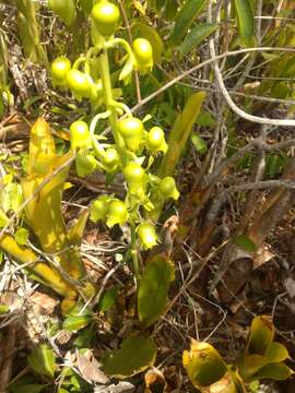 Catasetum gardneri Schltr.的圖片