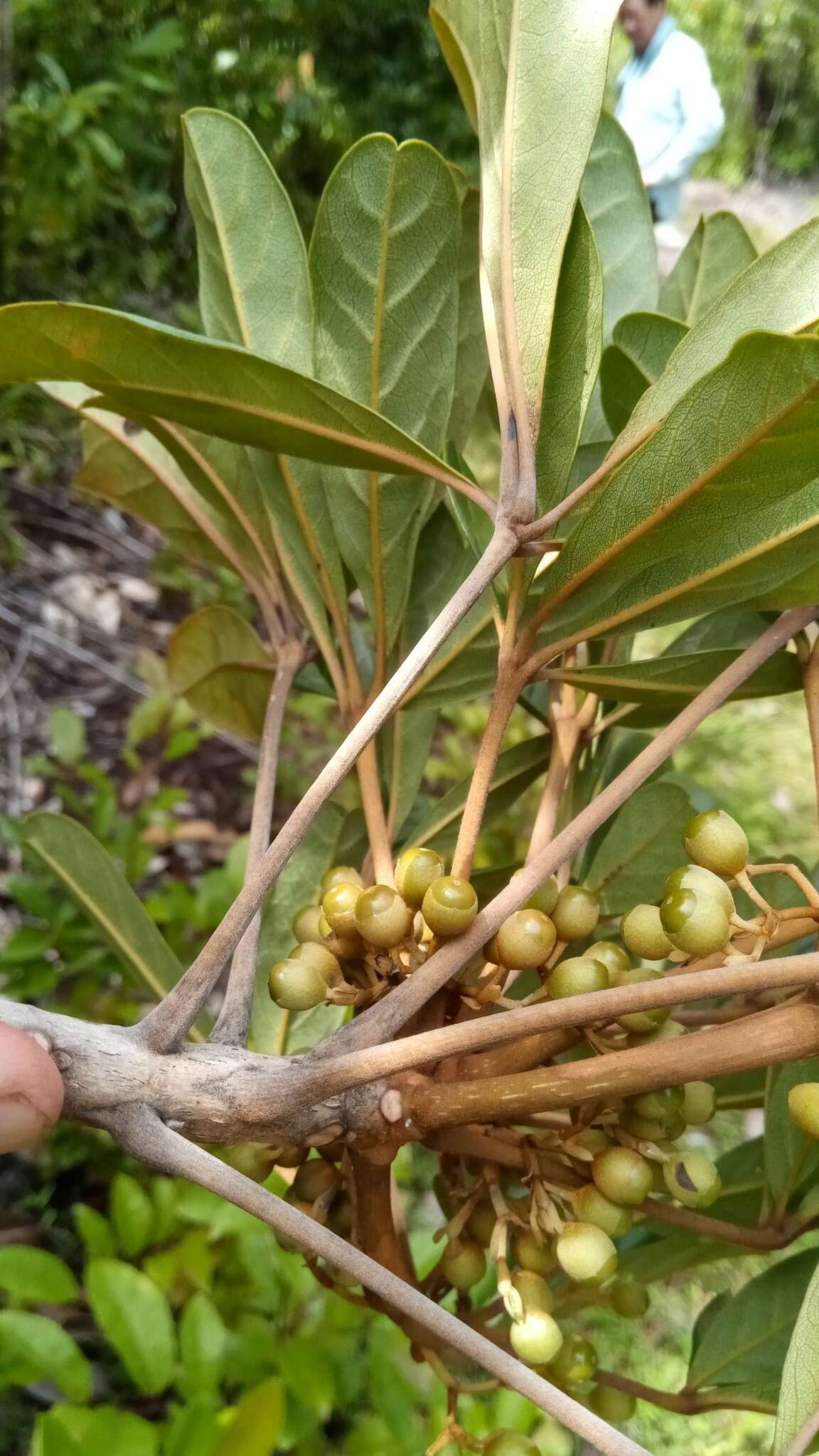 Vitex chrysomallum Steud. resmi