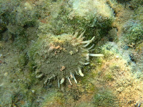 Image of Spinous Scallop