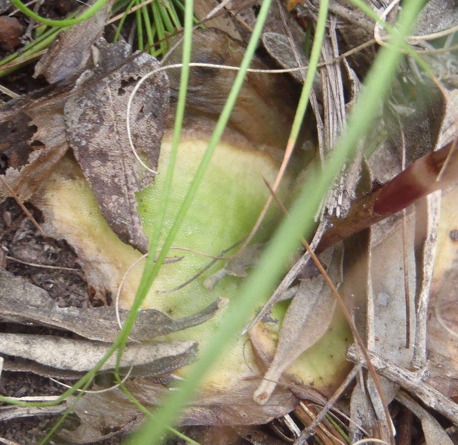 Image of Satyrium longicolle Lindl.