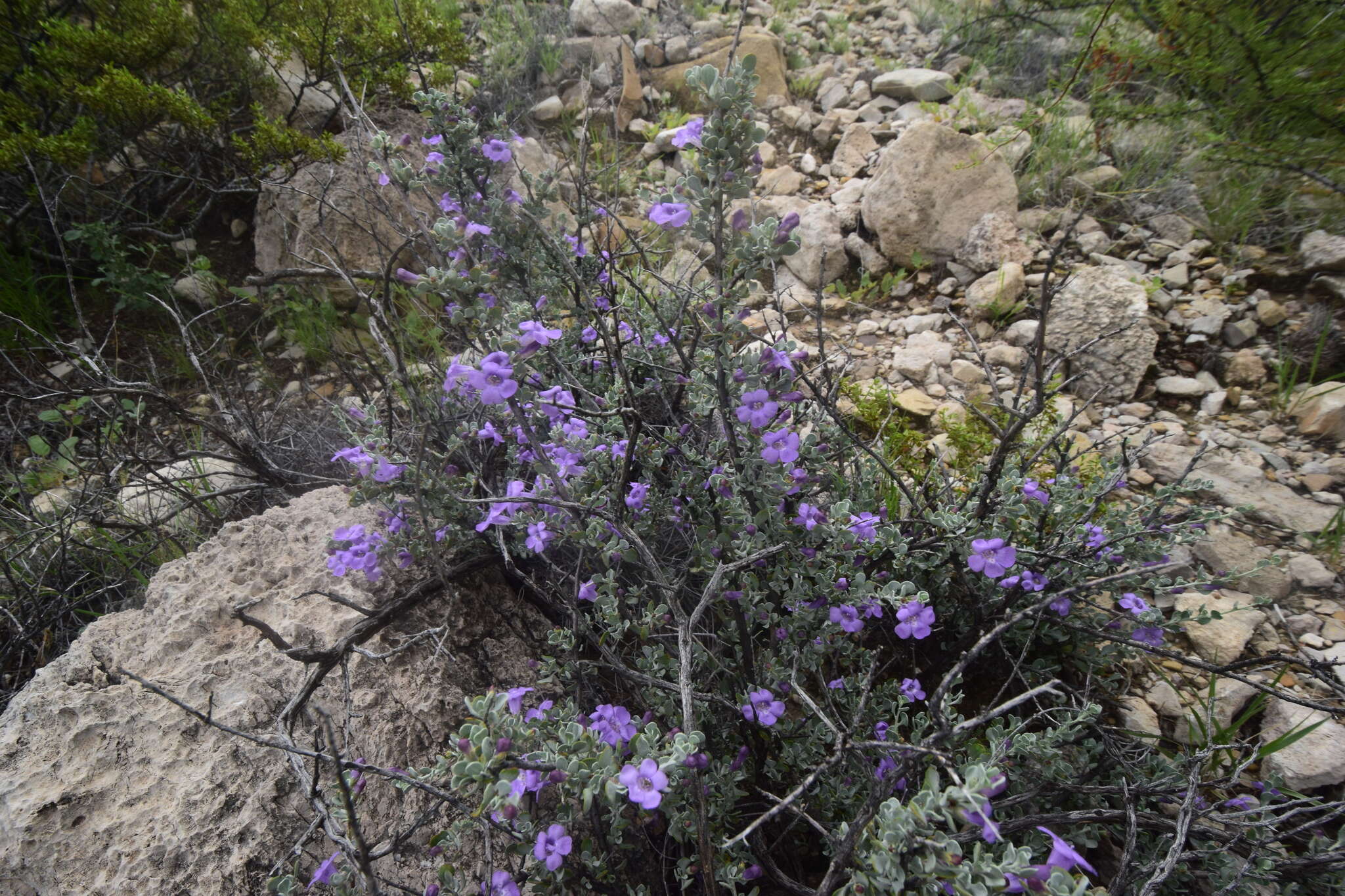 Imagem de Leucophyllum minus A. Gray