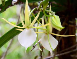 Image de Angraecum praestans Schltr.