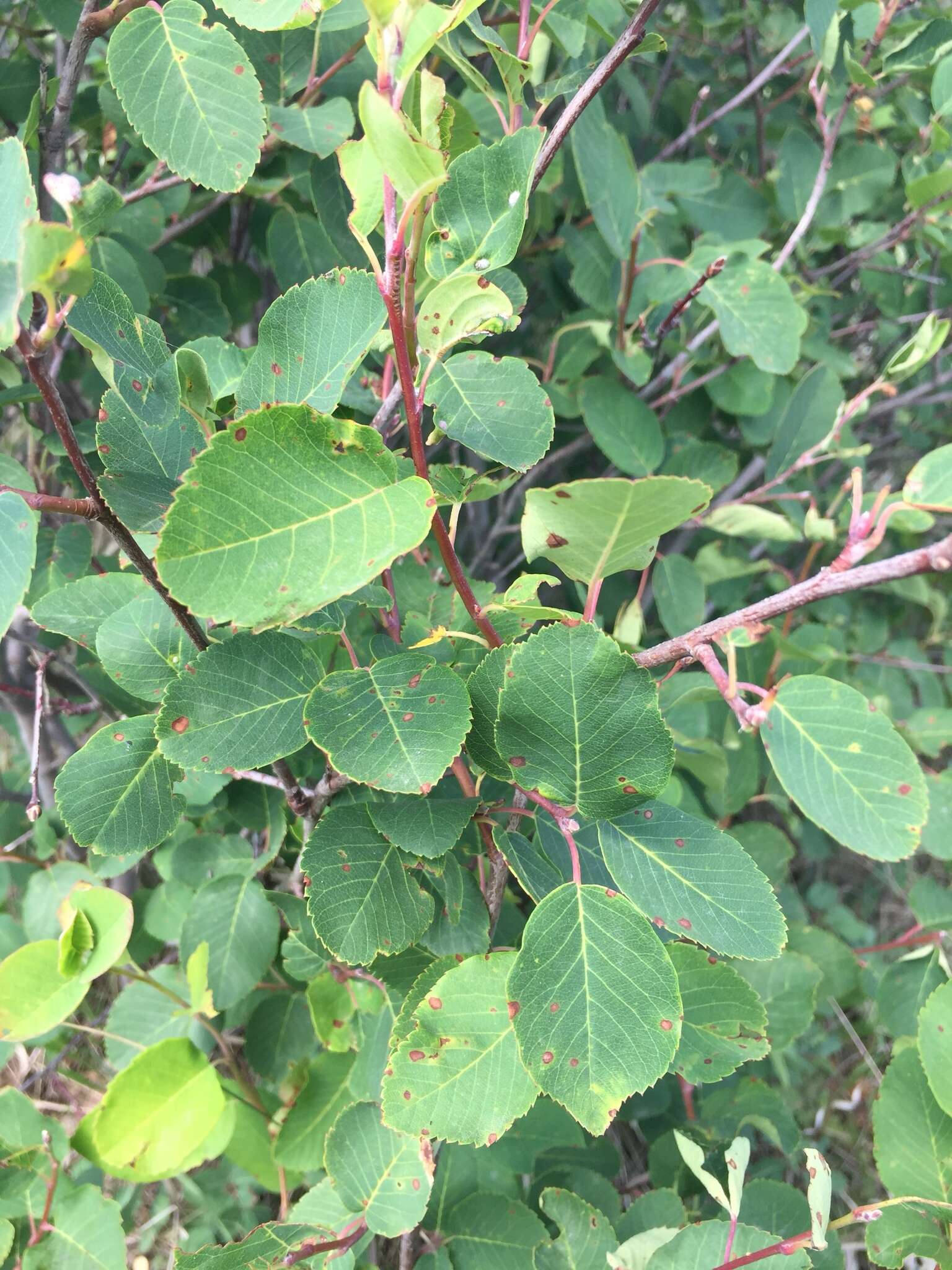 Image de Amélanchier à feuilles d'aulne