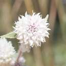 Image of Gomphrena leptoclada subsp. saxosa J. Palmer