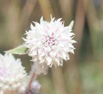 Gomphrena leptoclada Benth.的圖片