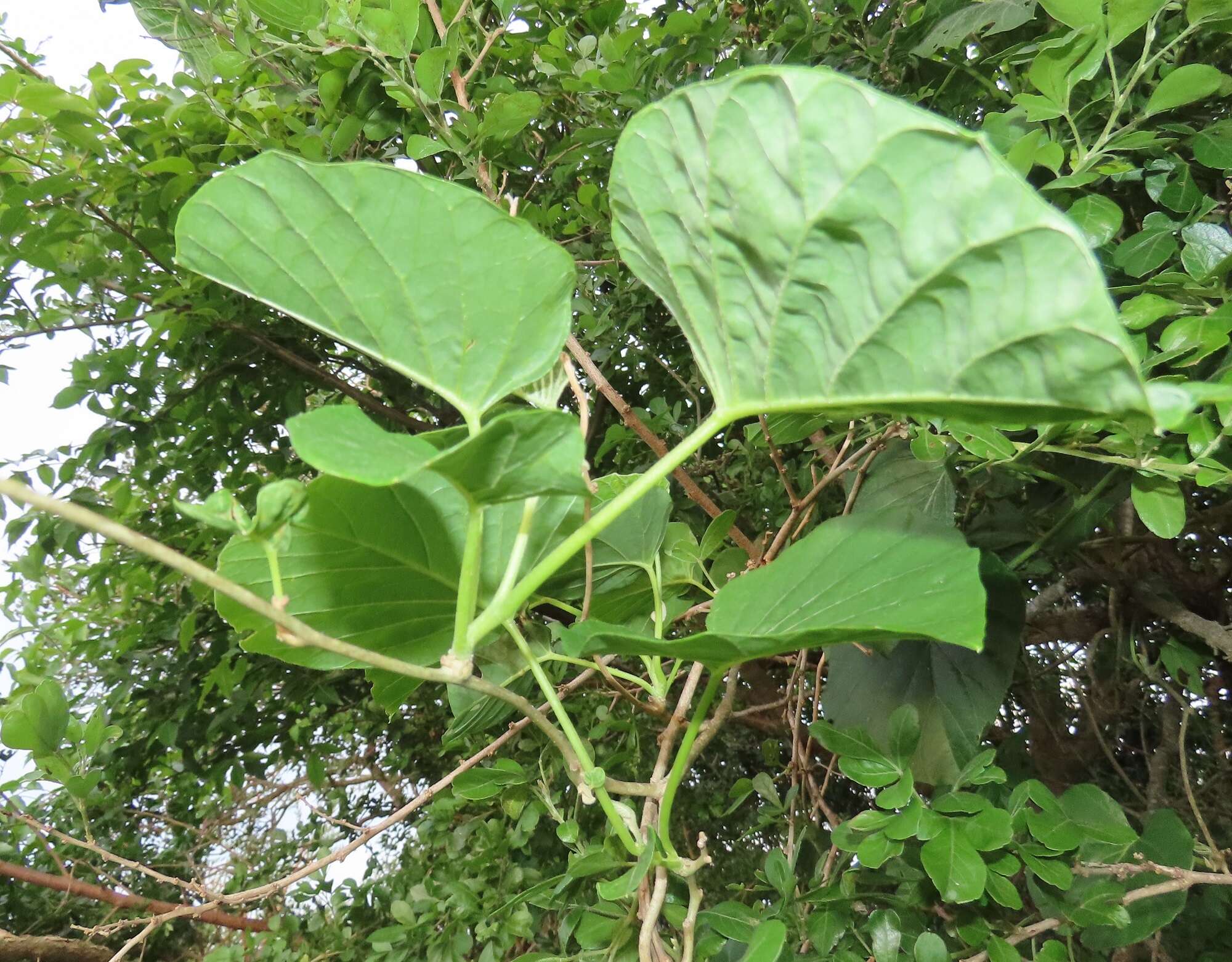 Image of Ipomoea albivenia (Lindl.) Sweet