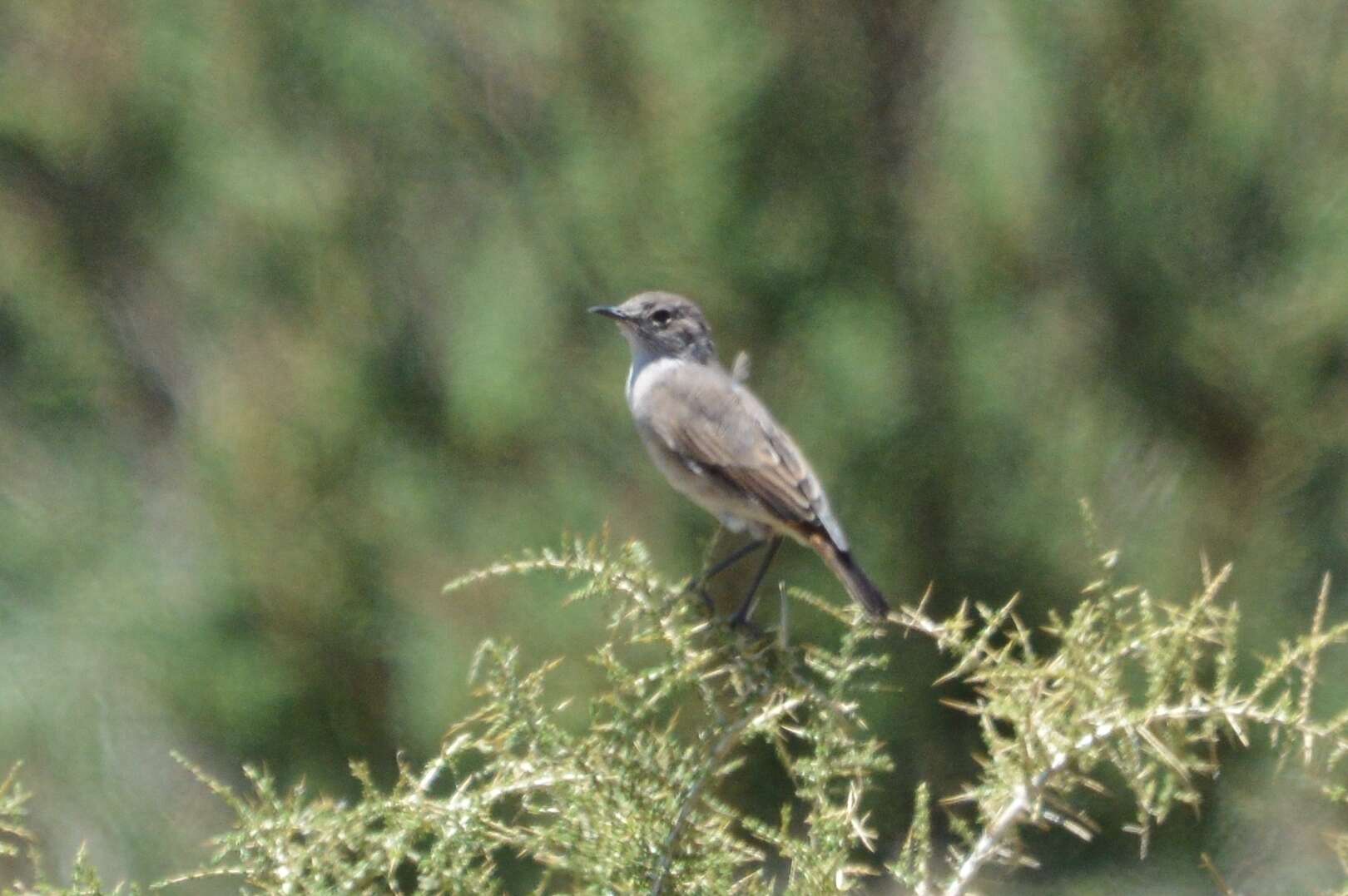 Image of Sickle-winged Chat