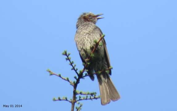 Image of Brown-eared Bulbul