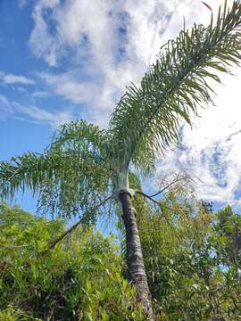 Image of Dypsis madagascariensis (Becc.) Beentje & J. Dransf.