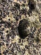 Image of black limpet