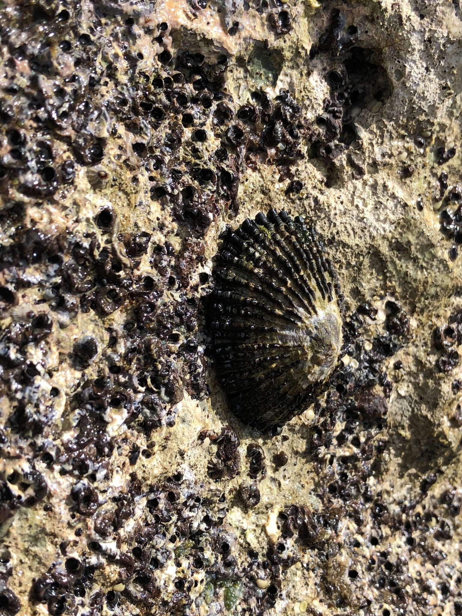 Image of black limpet