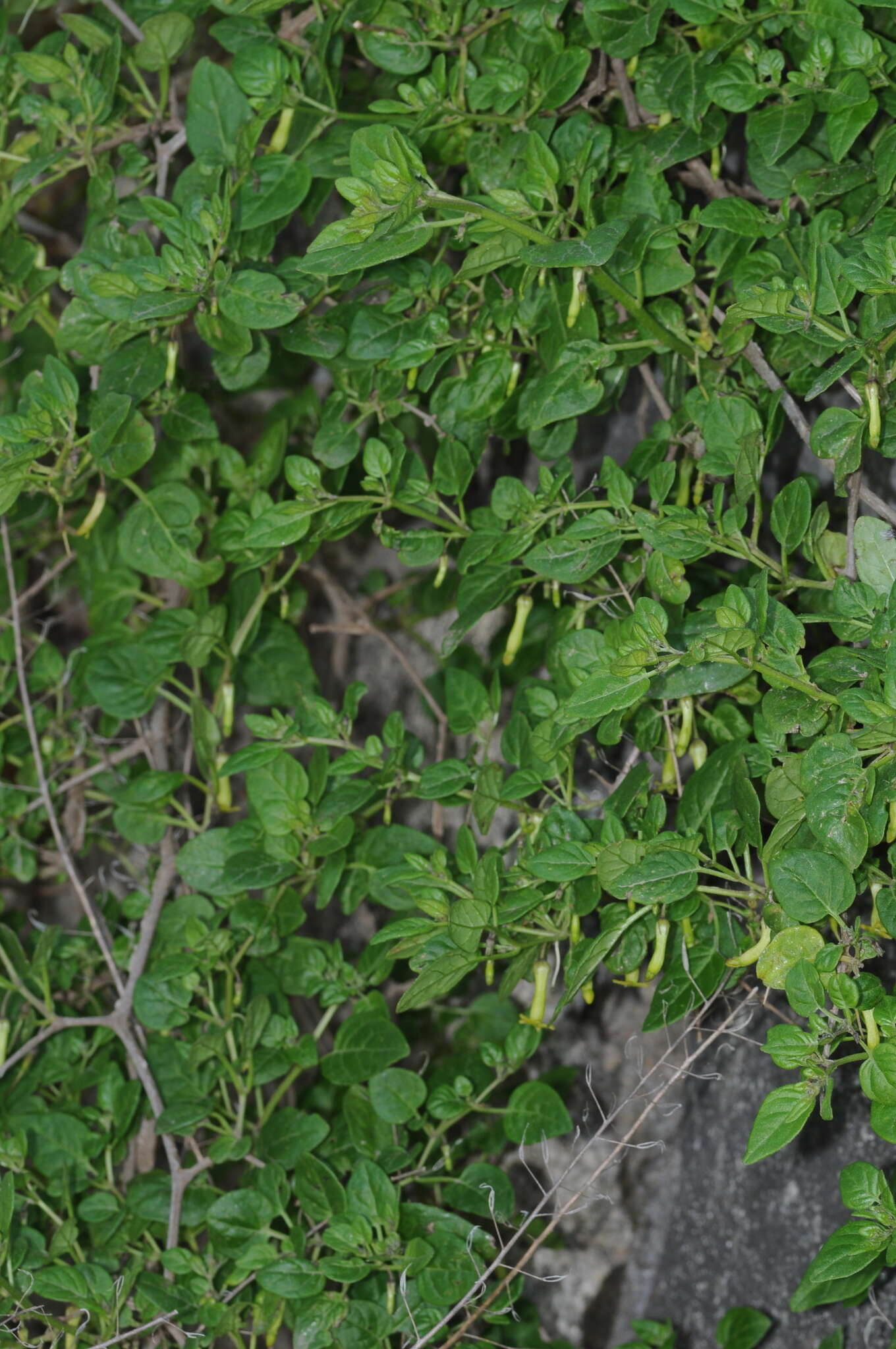 Image of Salpichroa scandens Damm.