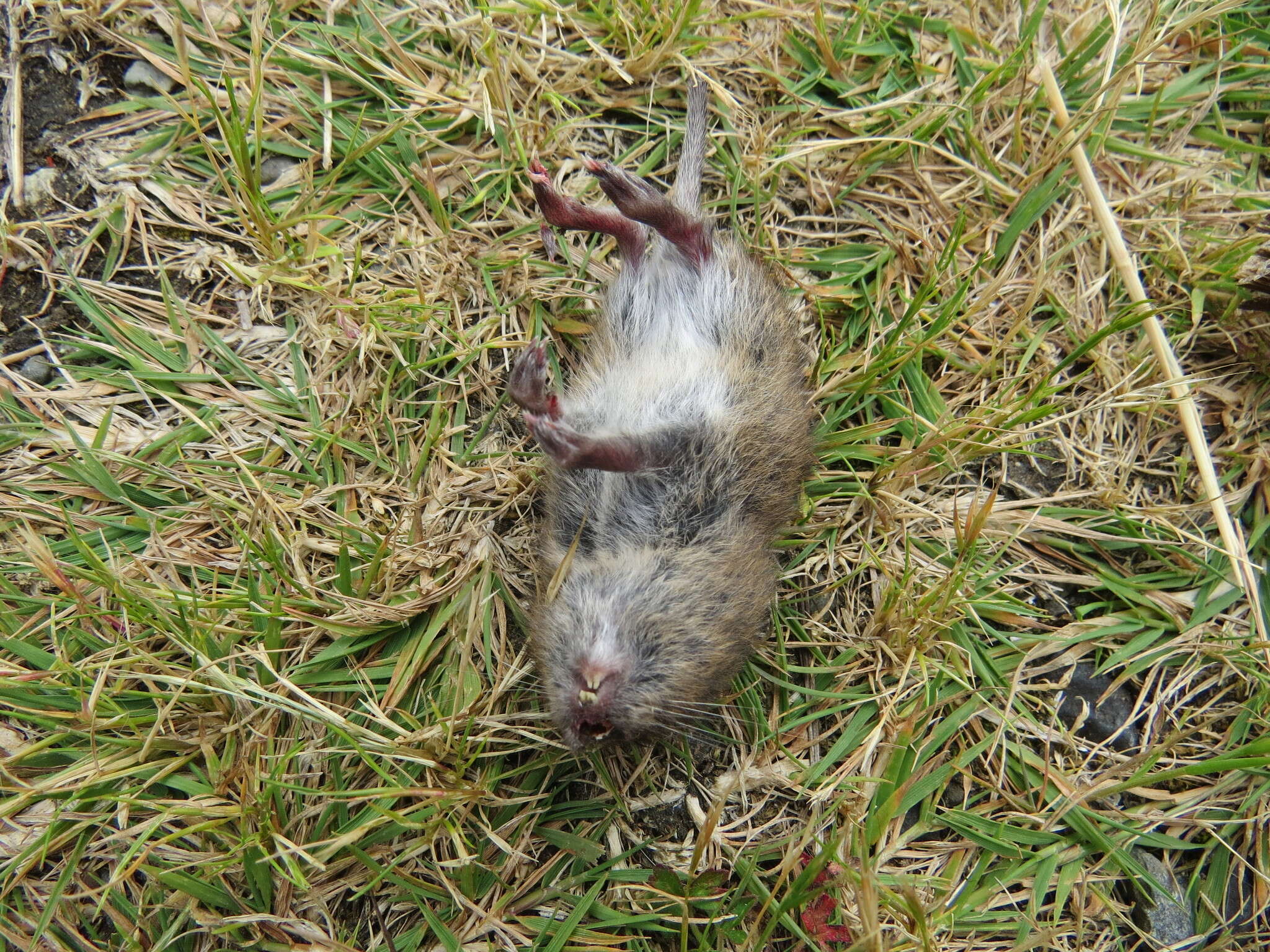 Image of Townsend's Vole