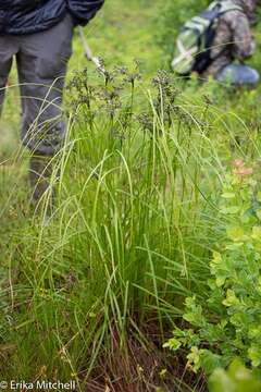 Sivun Scirpus atrocinctus Fernald kuva