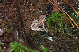 Image of Pine Woods Treefrog