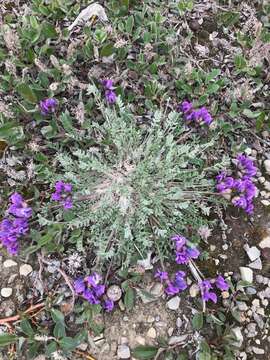 Image of <i>Oxytropis <i>arctica</i></i> var. arctica