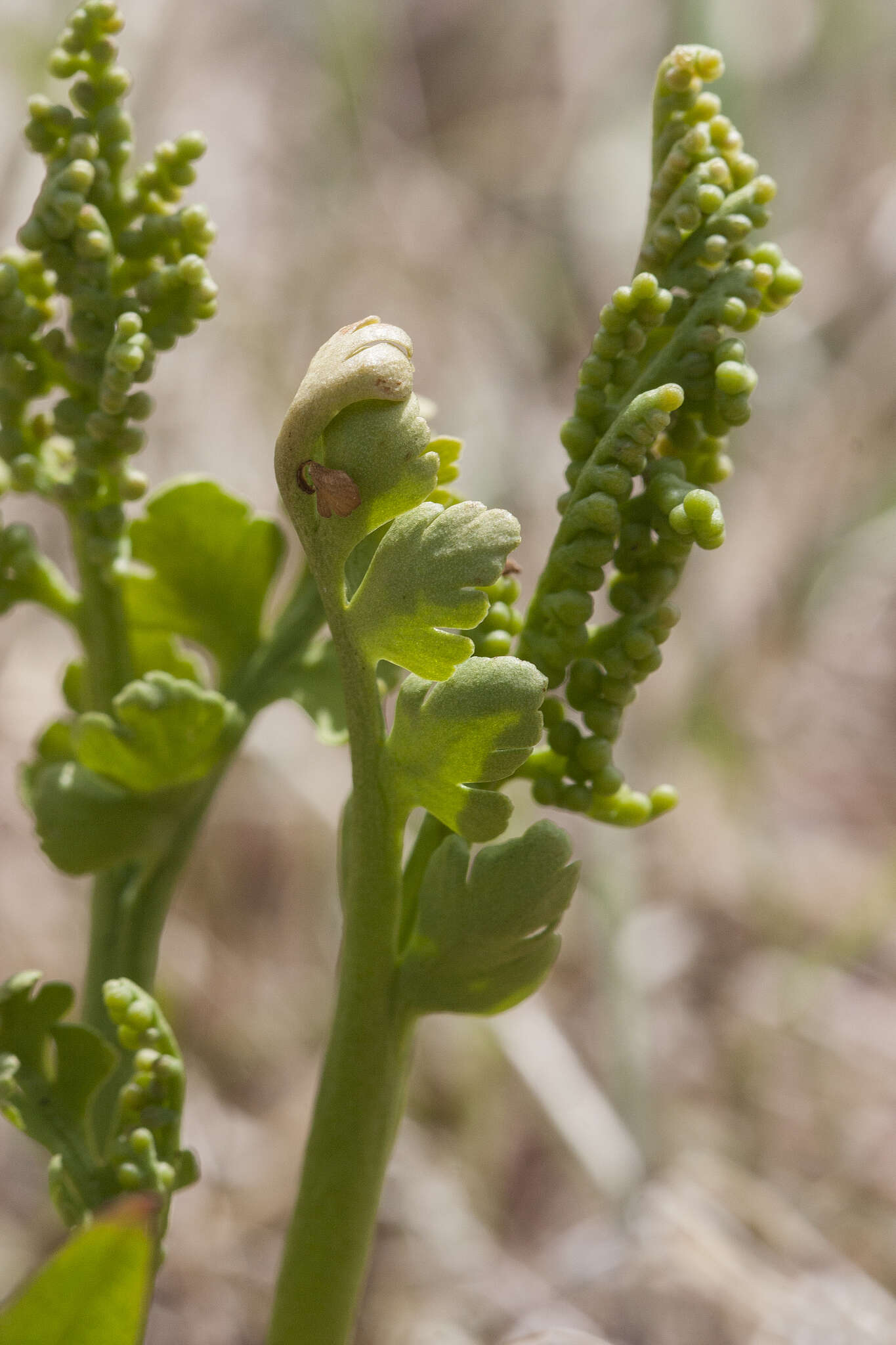 Image of false daisyleaf moonwort