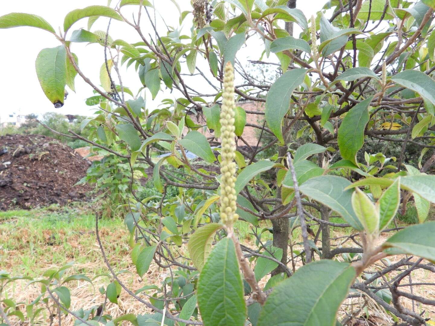 Image of Abatia parviflora Ruiz & Pav.