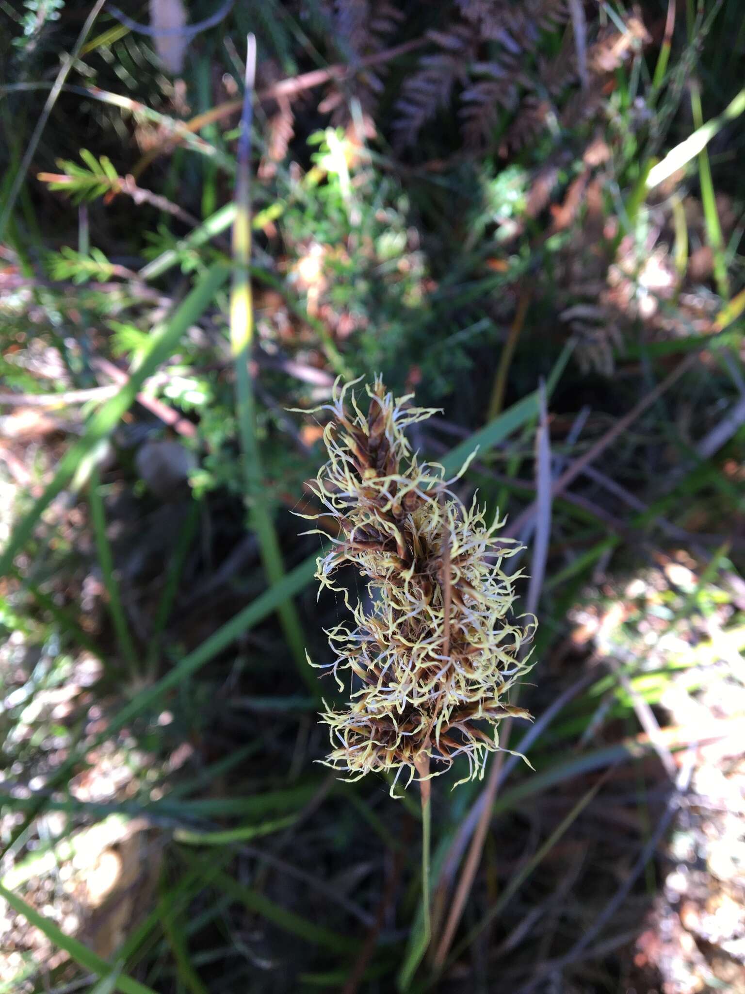 Image of Lepidosperma sieberi Kunth