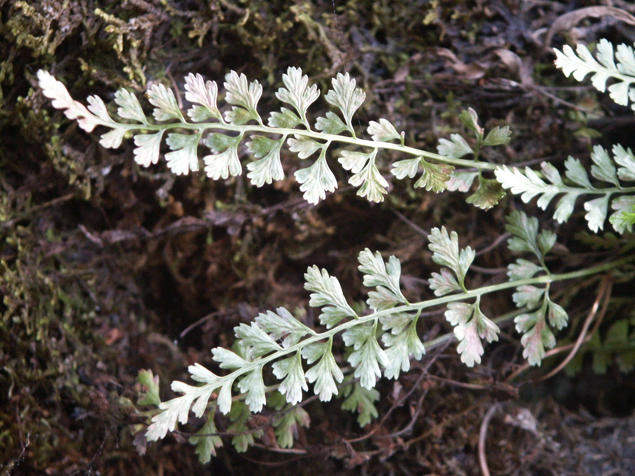 Image of Asplenium laciniatum subsp. tenuicaule (Hayata) Fraser-Jenk.