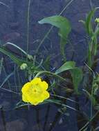 Imagem de Ranunculus alismifolius Geyer ex Benth.