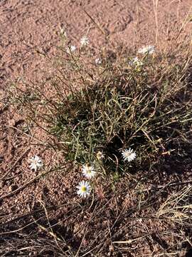 Image of Smooth White American-Aster