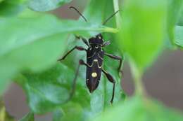 Image of Cotyclytus curvatus (Germar 1821)