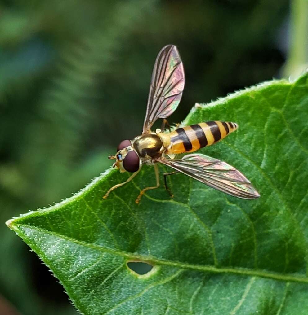 Image of Banded Meliscaeva