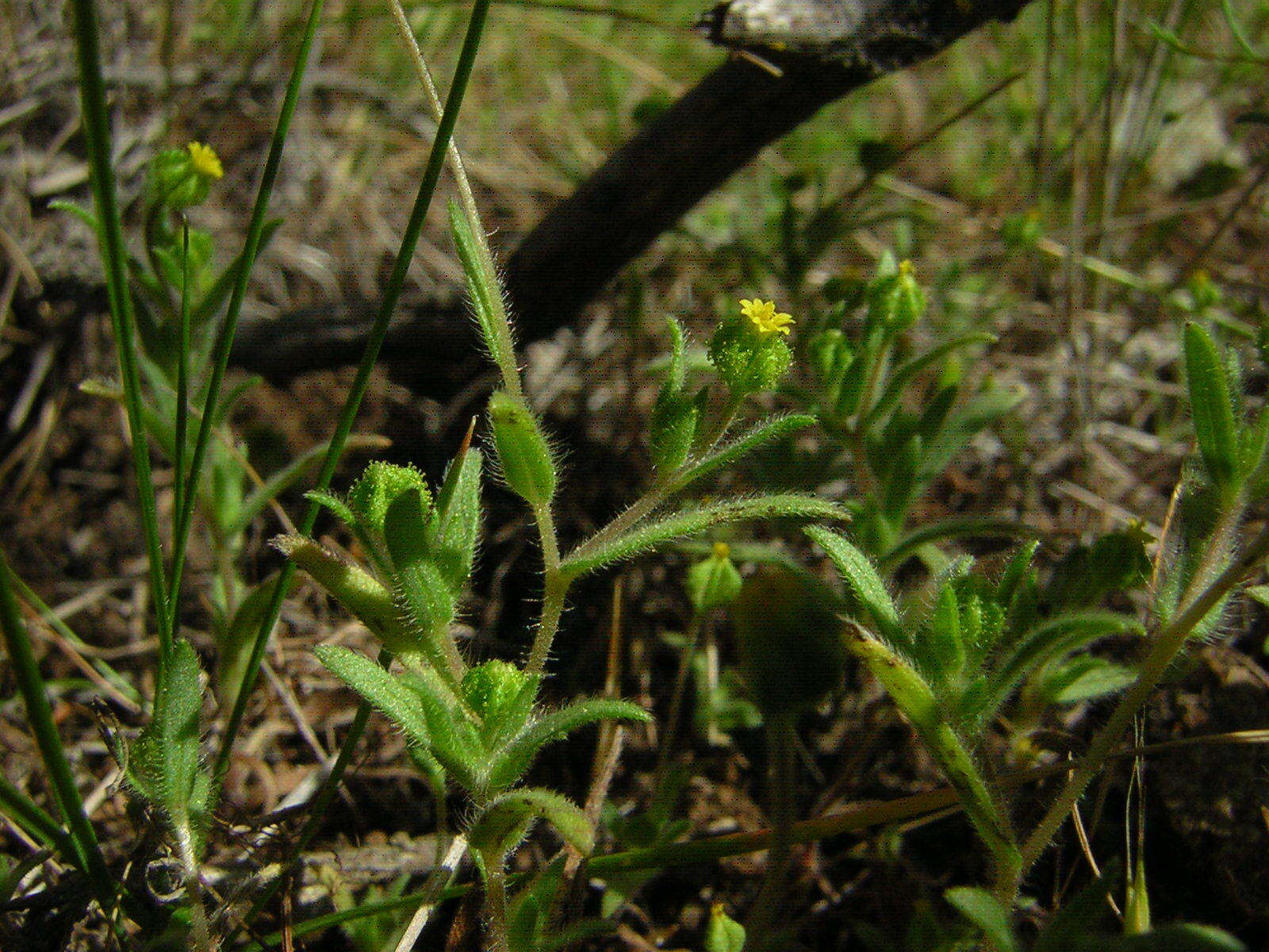 Слика од Madia exigua (Sm.) Greene