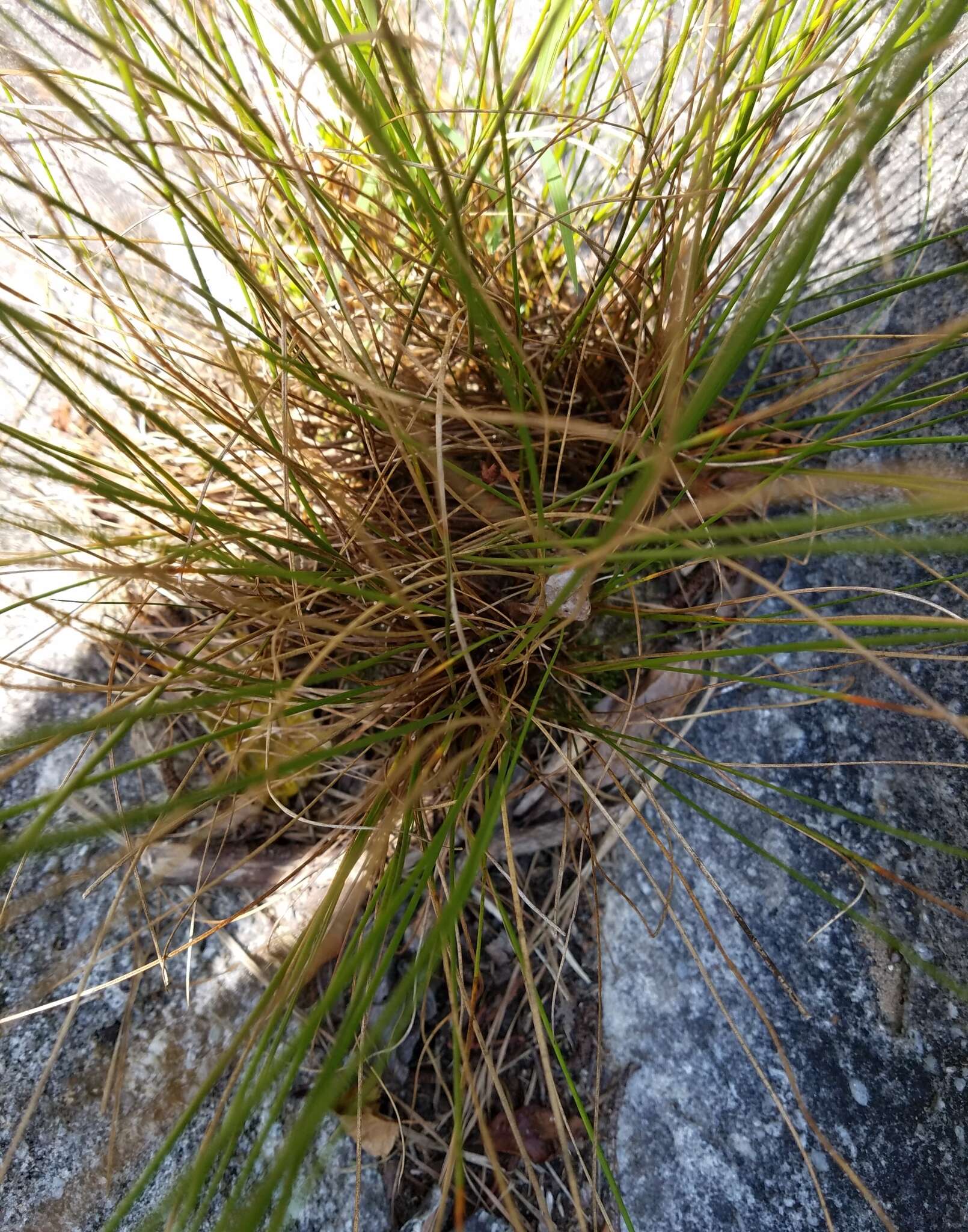 Image de Juncus secundus Beauv. ex Poir.