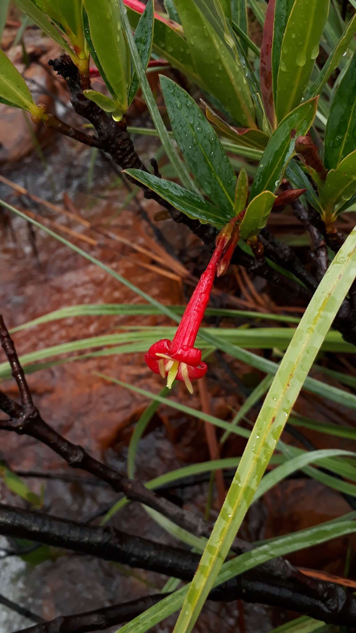 Image of Augusta longifolia (Spreng.) Rehder