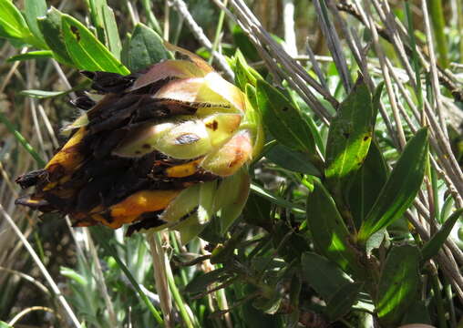 Plancia ëd Liparia splendens subsp. comantha (Eckl. & Zeyh.) Bos & de Wit