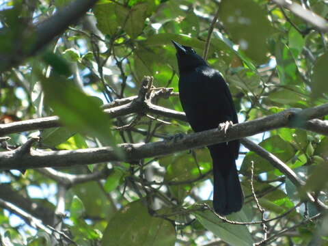 Image of Scrub Blackbird