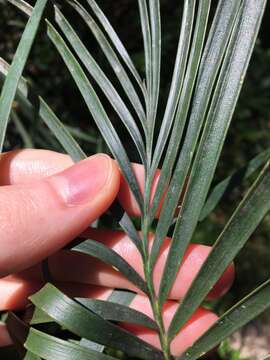 Image of Macrozamia spiralis (Salisb.) Miq.