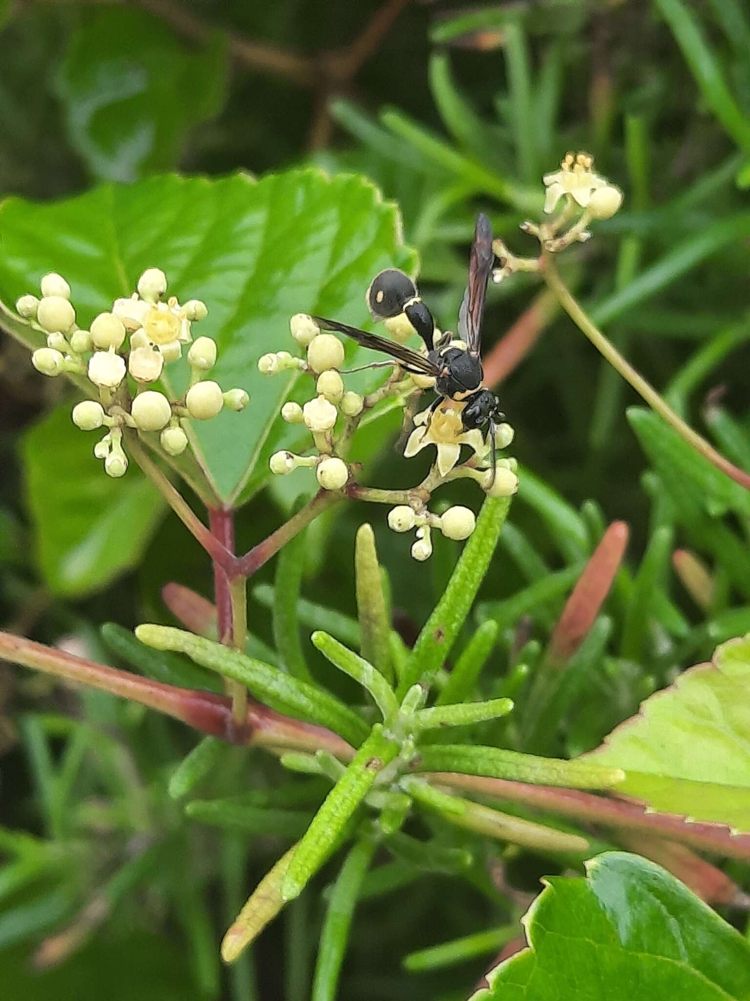 Eumenes rubronotatus Perkins 1905 resmi