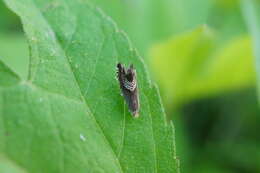 Image of Eurasian Hemp Moth