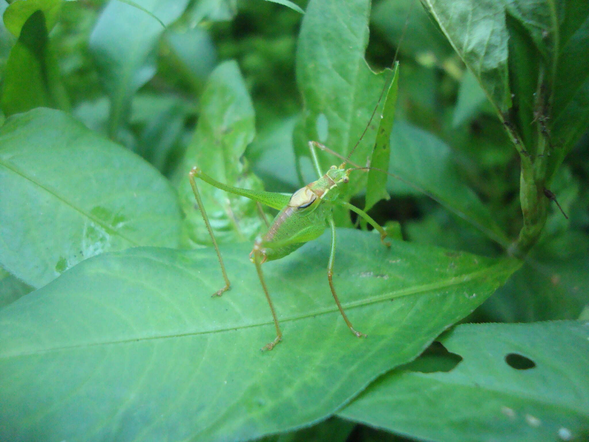 Image of speckled bush-cricket