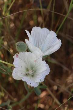 Image of hairy checkerbloom