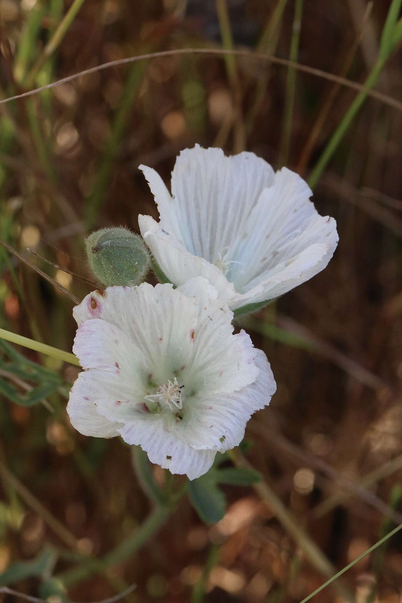 Слика од Sidalcea hirsuta A. Gray