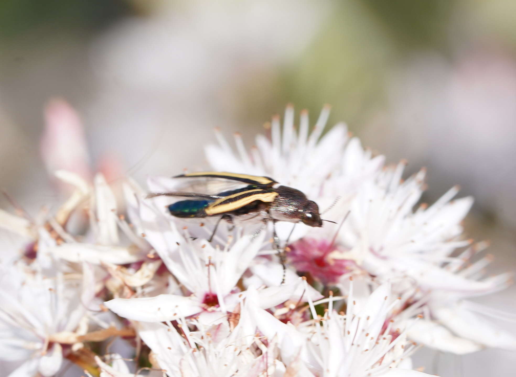 Sivun Castiarina vittata (Saunders 1868) kuva