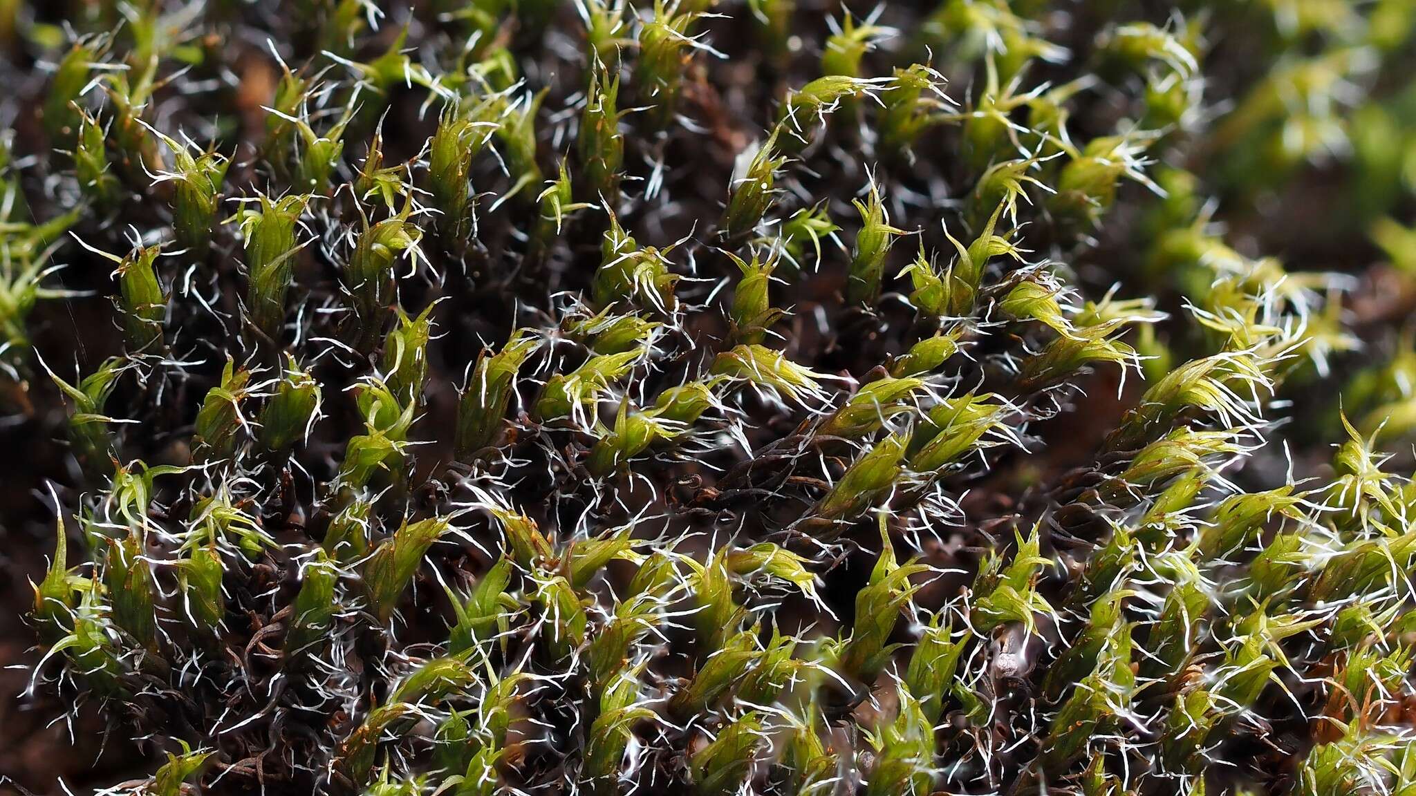 Image of oval dry rock moss