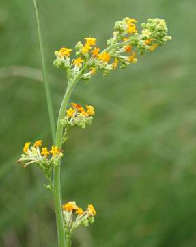 Image of Manulea parviflora Benth.