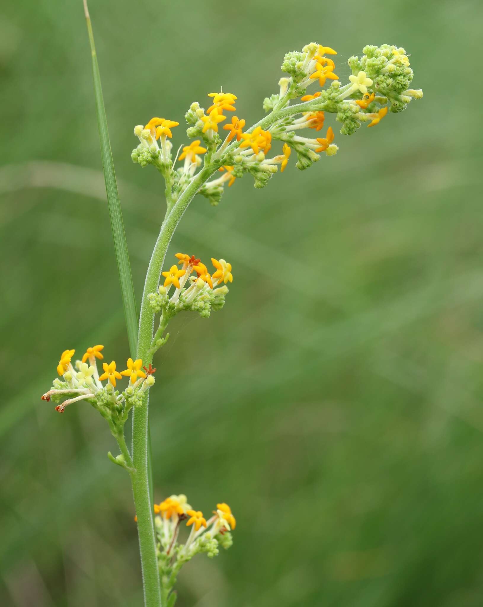 Image of Manulea parviflora Benth.