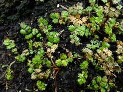 Image of Acaena microphylla subsp. obscurascens Bitter