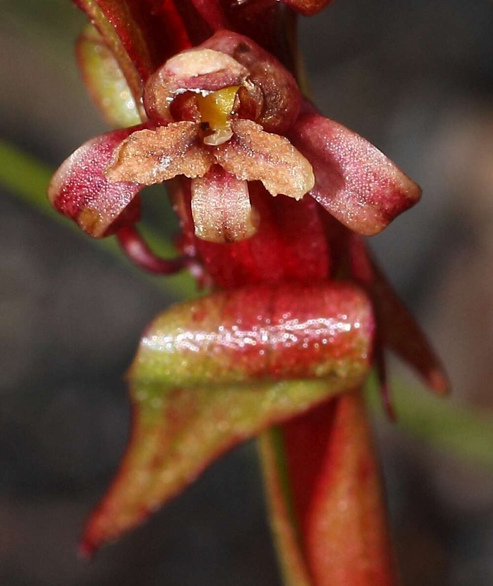 Image of Satyrium lupulinum Lindl.