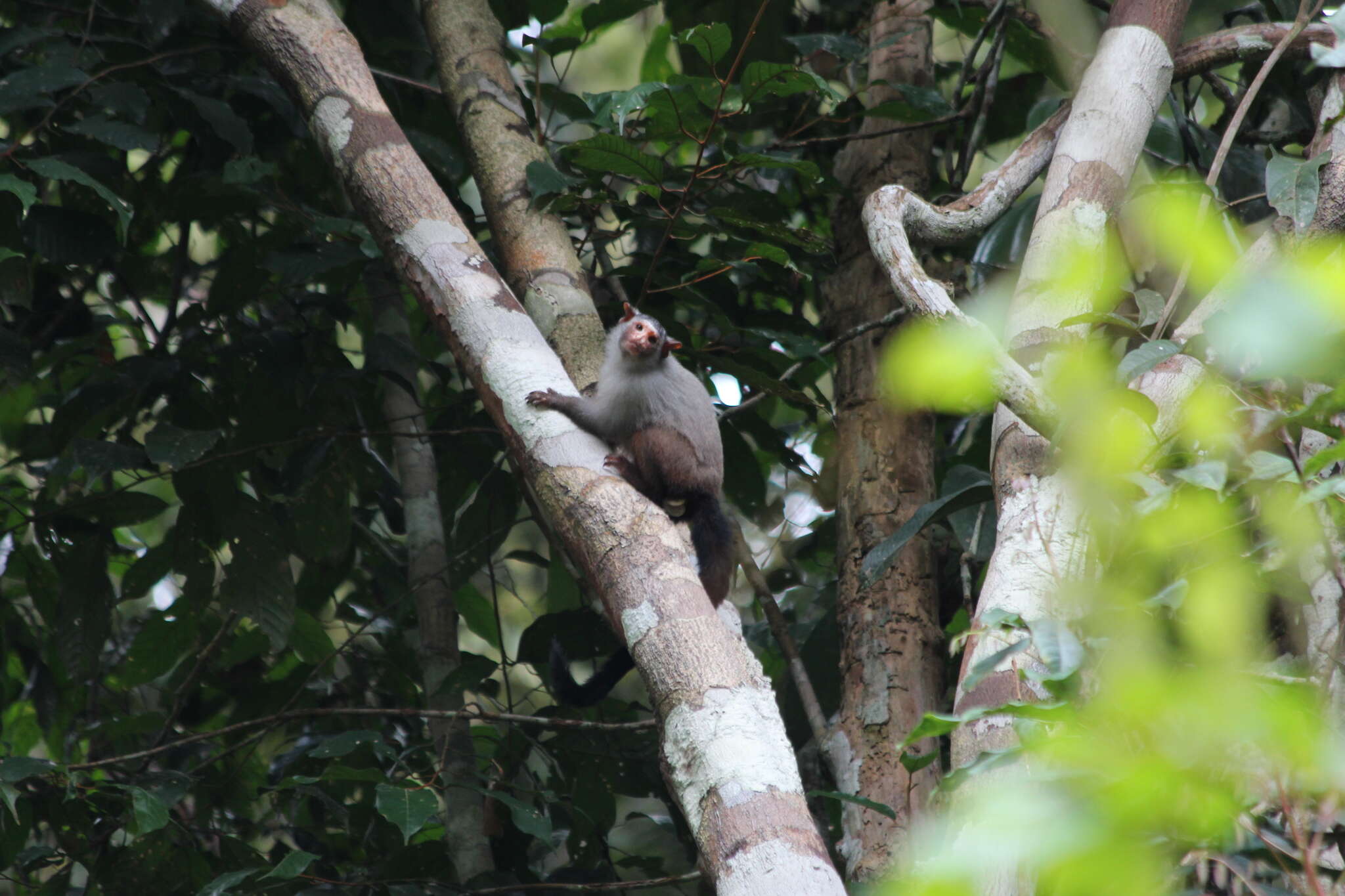 Image of Marmoset