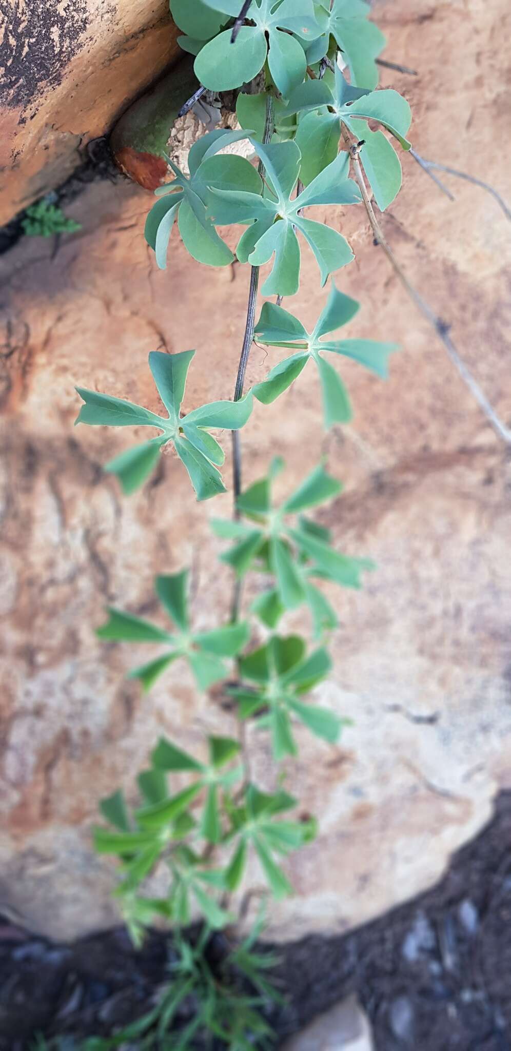 Image of desert rose