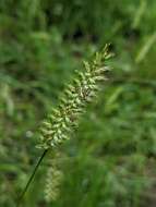 Image of Crested dogstail grass